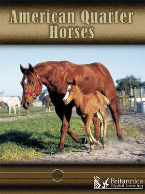 cover image of American Quarter Horses